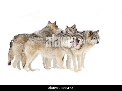 Timber Wolf Pack oder grauen Wolf Spielen im Schnee im Winter in Kanada Stockfoto