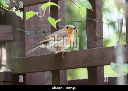 Wildtiere, Vögel, Rotkehlchen (Erithacus Rubecula). Stockfoto