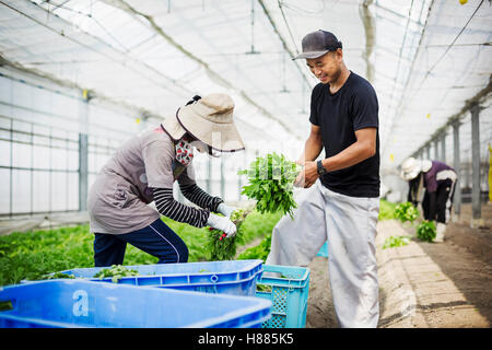 Zwei Personen arbeiten in einem Gewächshaus ernten eine kommerzielle Nahrungsmittelgetreide, die Mizuna Gemüsepflanze. Stockfoto