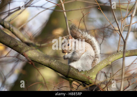 Tierwelt, östliche Grauhörnchen (Sciurus Carolinensis). Stockfoto