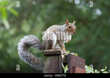Tierwelt, östliche Grauhörnchen (Sciurus Carolinensis). Stockfoto