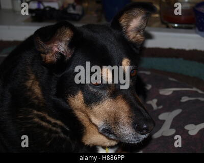 Überqueren der Rasse Collie Hund Gesicht Portrait Stockfoto