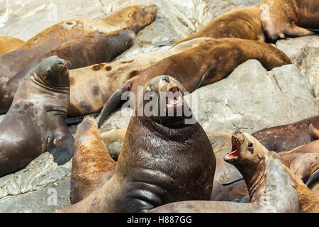 Rookery Steller Seelöwen. Insel im Pazifischen Ozean in der Nähe von Kamtschatka. Stockfoto