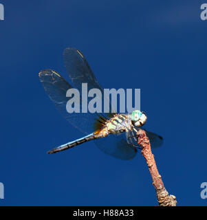 Libelle mit großen blauen Augen, die auf einem Stick ruht Stockfoto
