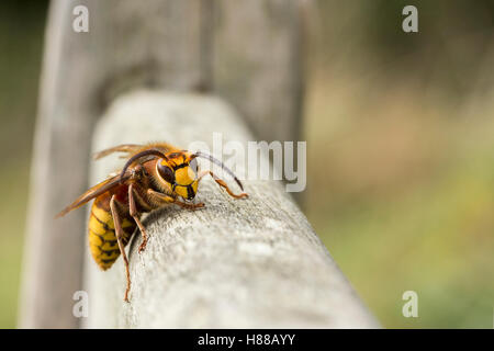 Hornisse (Vespa Crabro) herum auf einer Holzbank Betrachter zugewandten Nahaufnahme Makro Platz für Texte auf soft-Fokus-Hintergrund. Querformat. Stockfoto