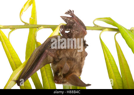 Fledermaus hautnah auf Ast Stockfoto