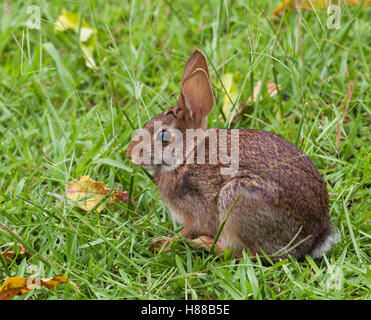 Cottontail Kaninchen auf dem Rasen, der zur Ausführung bereit aussieht Stockfoto