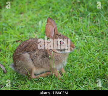 Kaninchen mit rosa und roten Augen auf dem Rasen Stockfoto