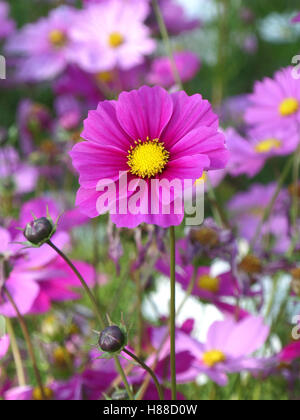 Nahaufnahme der blühende leuchtend rosa mexikanische Aster Blüten im Bereich Blumen, Hochformat Stockfoto