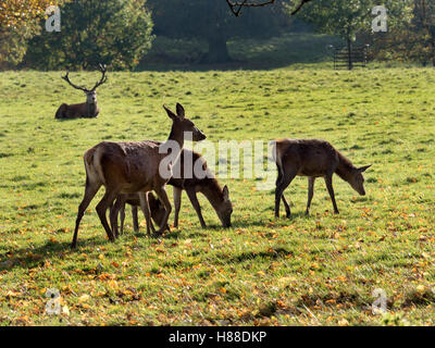 Gruppe von Rotwild mit Hirsch sehen in der Ferne im Studley Royal Deer Park im Herbst Ripon Yorkshire England Stockfoto