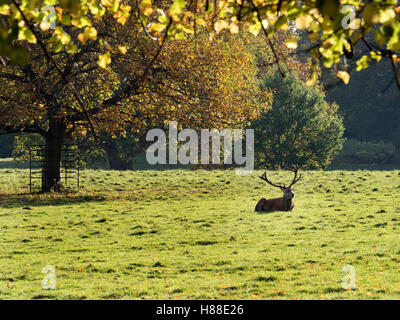 Rotwild-Hirsch liegend auf einer Wiese am Studley Royal Deer Park im Herbst Ripon Yorkshire England Stockfoto