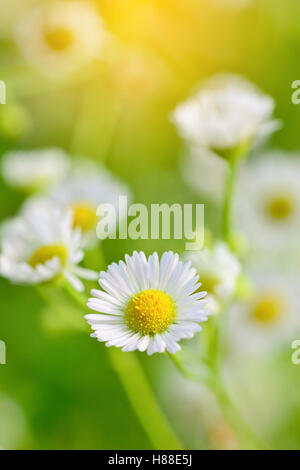 Nahaufnahme von Kamillenblüten mit Sonne Lichteffekt, Vintage-Stil, selektiven Fokus Unschärfe Hintergrund, natürlichen Blumen Konzept. Stockfoto