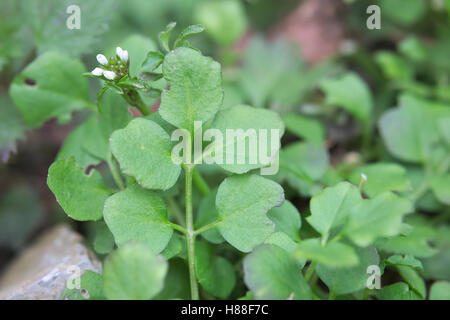 Makro Behaarte Schaumkraut (Cardamine Hirsuta) Blättern und Blüten. Stockfoto