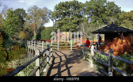 Savill Garden im Windsor Great Park mit Holzsteg über einen Teich Stockfoto