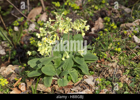 Echte Schlüsselblume (Primula Elatior) Pflanze blüht. Stockfoto