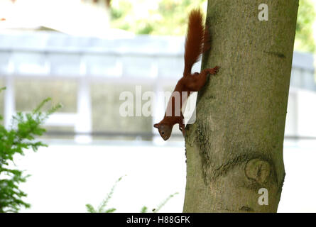 Eichhörnchen Sie auf dem Baum im Park Sommer tagsüber Stockfoto