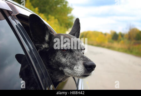 Grauen Schäferhund sieht aus dem Auto Stockfoto