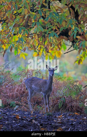 Jungen Damhirsch im Forest of Dean im Herbst Stockfoto