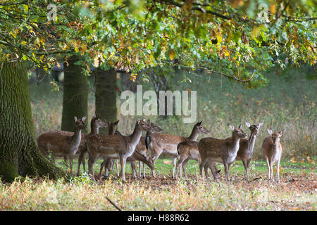 Damhirsch (Dama Dama), Herde unter Eichen, Gefangenschaft, Niedersachsen, Germany Stockfoto