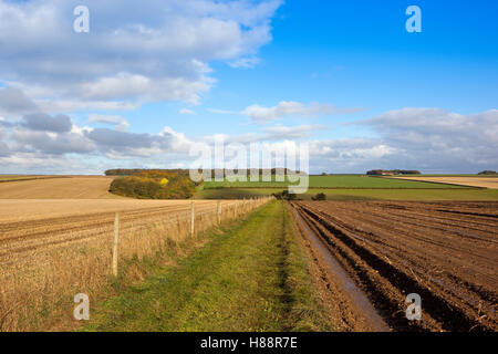 Eine grasbewachsene Landzunge mit einem Post und Draht Zaun zwischen einem schlammigen abgeernteten Kartoffelfeld und einem Stoppelfeld auf die Yorkshire Wolds. Stockfoto