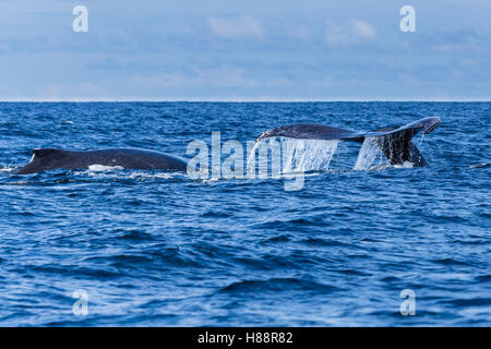 Zwei Buckelwale (Megaptera Novaeangliae), mit Fluke, Bahia Solano, El Chocó, Kolumbien Stockfoto