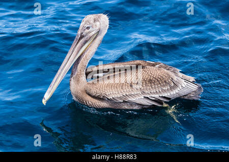 Brauner Pelikan (Pelecanus Occidentalis) im Wasser, Bahia Solano, El Chocó, Kolumbien Stockfoto