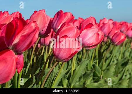 Bereich der rote Tulpen (Tulipa SP.), Bollenstreek, Niederlande Stockfoto