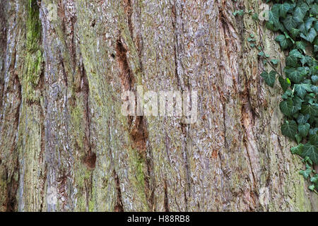 Riesenmammutbaum (Sequoiadendron Giganteum) Rinde Makro. Stockfoto