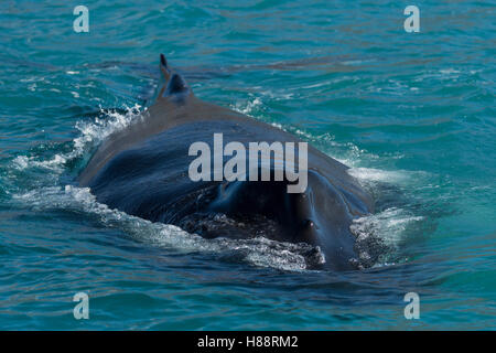 Buckelwal (Impressionen Novaeangliae) schwimmen, Eyjafjörður, Island Stockfoto