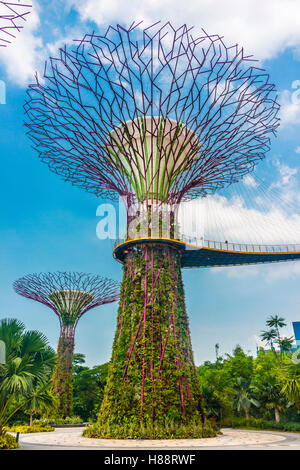 SuperTree Grove in den Gärten von der Bucht futuristische städtischen Park, entworfen von Wilkinson Eyre Architects, Singapur Stockfoto
