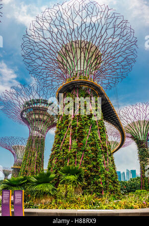 SuperTree Grove mit Skyway in den Gärten von der Bucht futuristische Stadtpark, entworfen von Wilkinson Eyre Architects Stockfoto