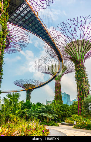 SuperTree Grove mit Skyway in den Gärten von der Bucht futuristische Stadtpark, entworfen von Wilkinson Eyre Architects Stockfoto