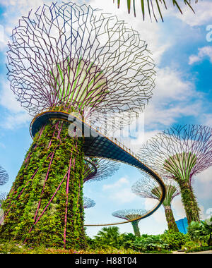 SuperTree Grove mit Skyway in den Gärten von der Bucht futuristische Stadtpark, entworfen von Wilkinson Eyre Architects Stockfoto