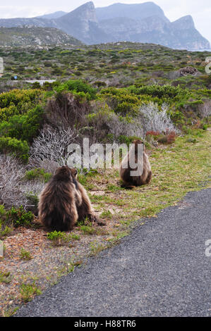 Südafrika: Paviane am Kap der guten Hoffnung, in der Natur der felsigen Landzunge auf der atlantischen Küste der Kaphalbinsel reservieren Stockfoto