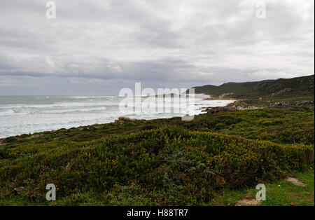 Südafrika, nach Süden fahren: Strand und die Vegetation des Kap der Guten Hoffnung, felsigen Landzunge an der Atlantischen Küste von Kap Halbinsel Stockfoto