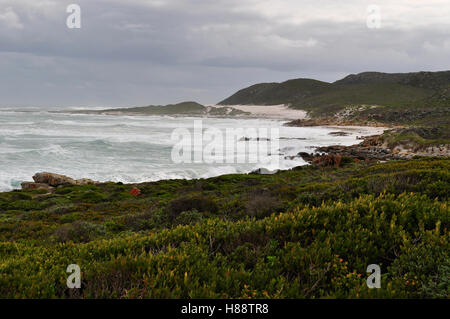 Südafrika, nach Süden fahren: Strand und die Vegetation des Kap der Guten Hoffnung, felsigen Landzunge an der Atlantischen Küste von Kap Halbinsel Stockfoto