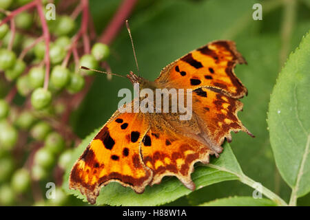 Komma Schmetterling (Polygonia c-Album), Makro Dorsalansicht, auf einem Blatt Stockfoto