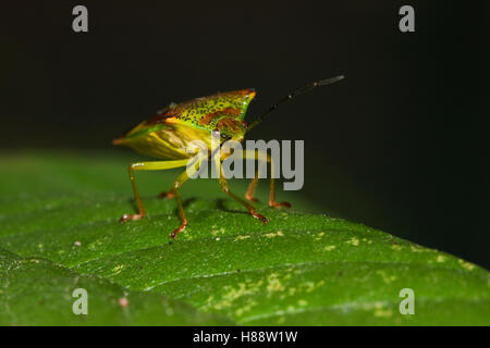 Weißdorn-Schild-Fehler (Acanthosoma Haemorrhoidale) Stockfoto