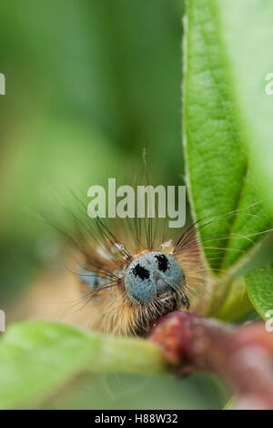 Fahren Sie auf Makro-Ansicht einer Raupe Lakai Moth (Malacosoma Neustrien) Stockfoto