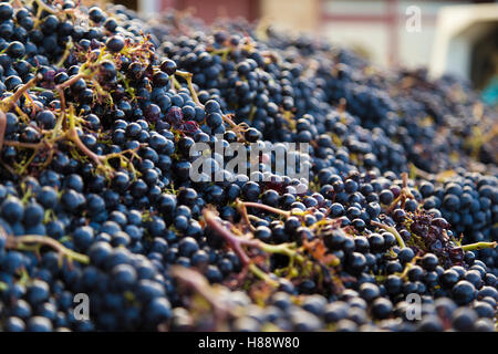 Nahaufnahme der Haufen der Malbec-Trauben in Saint Emilion bereit für drücken reife Trauben Trauben Stiele nur ausgewählte bei Weinlese Stockfoto