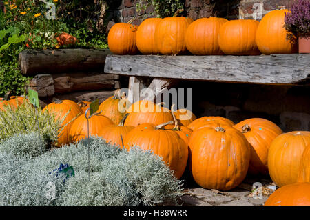 Kürbisse (Cucurbita Cucurbitaceae) vor einem Bauernhof Stockfoto