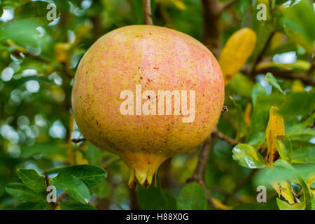 Reifung der Granatapfel wächst an einem Baum Stockfoto