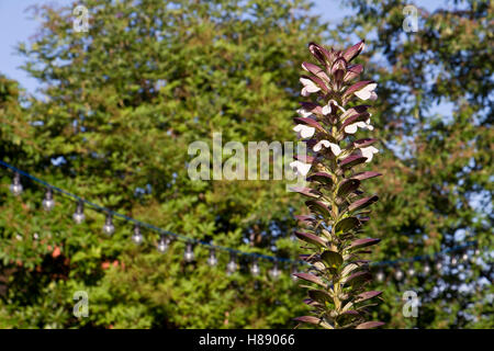 Acanthus Spinosus "Stacheligen tragen Reithose" in Blumen in einem Garten in North Yorkshire, England, UK Stockfoto