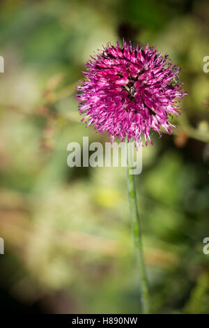 Allium blühen im August, UK Stockfoto