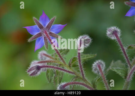 Blume Borretsch Borago officinalis laso bekannt als starflower Stockfoto