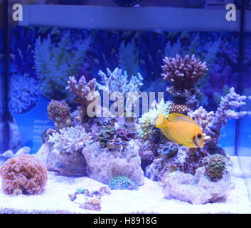 Tropische Fische in einem Aquarium von verschiedenen Korallen schwimmen Stockfoto