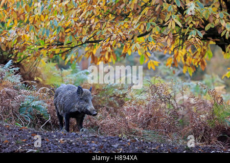 Wildschwein im Forest of Dean im Herbst Stockfoto