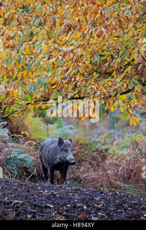 Wildschwein im Forest of Dean im Herbst Stockfoto