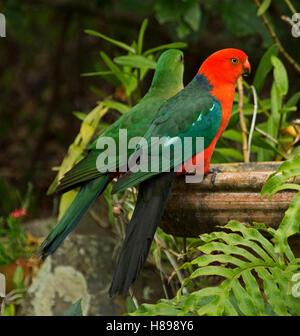 Bunten roten & grünen männlichen König Papagei, Alisterus Scapularis mit juvenilen Männchen am Vogelbad unter Smaragd Farne im australischen Garten Stockfoto