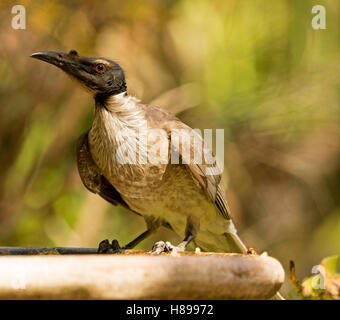 Australische laut Friarbird, Honigfresser, Philemon Corniculatus mit alert Ausdruck am Rand der Garten Vogelbad Hintergrund gelb/grün Stockfoto